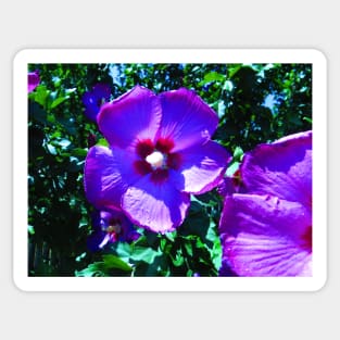 Rose of Sharon Photo Print Sticker